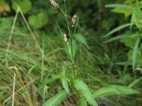 Renouée persicaire (Persicaria maculosa)_19