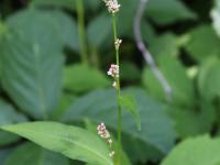 Renouée persicaire (Persicaria maculosa)_20