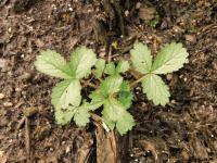 Potentille Norvège (Potentilla norvegica)_9