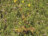 Potentille Norvège (Potentilla norvegica)_11