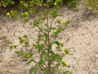 Potentille Norvège (Potentilla norvegica)_13
