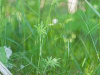 Renoncule âcre (Ranunculus acris)_5