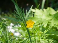 Renoncule âcre (Ranunculus acris)_6