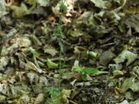 Renoncule âcre (Ranunculus acris)_12
