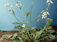 Radis sauvage (Raphanus raphanistrum)_8
