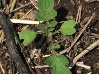 Radis sauvage (Raphanus raphanistrum)_12