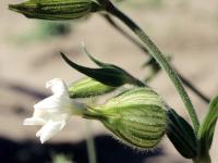 Lychnide blanche (Silene latifolia)_5