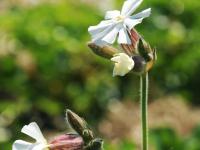 Lychnide blanche (Silene latifolia)_9