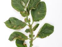 Pomme de terre - paraquat (22)_1