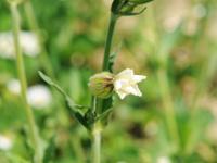 Lychnide blanche (Silene latifolia)_12