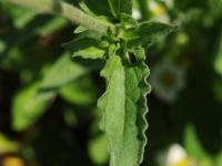 Lychnide blanche (Silene latifolia)_17