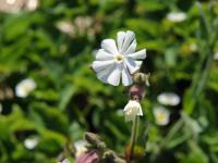 Lychnide blanche (Silene latifolia)_19