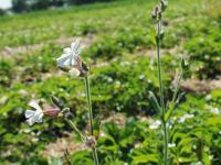 Lychnide blanche (Silene latifolia)_20