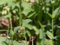Silene enflé (Silene vulgaris)_11