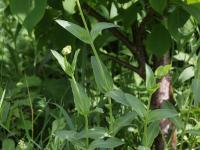 Silene enflé (Silene vulgaris)_17