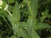 Silene enflé (Silene vulgaris)_18