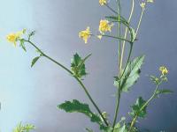 Moutarde champs (Sinapis arvensis)_4