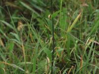 Moutarde champs (Sinapis arvensis)_14