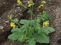 Moutarde champs (Sinapis arvensis)_15