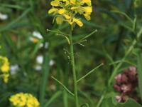 Moutarde champs (Sinapis arvensis)_16