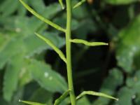 Moutarde champs (Sinapis arvensis)_17