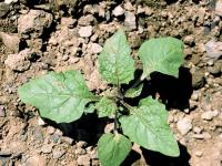 Morelle noire Est (Solanum ptychanthum)_9