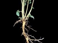 Morelle noire Est (Solanum ptychanthum)_12