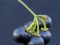 Morelle noire Est (Solanum ptychanthum)_15
