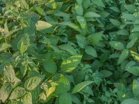 Morelle noire Est (Solanum ptychanthum)_17
