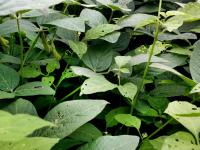 Morelle noire Est (Solanum ptychanthum)_19