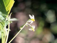 Morelle noire Est (Solanum ptychanthum)_24