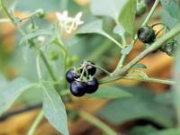 Morelle noire Est (Solanum ptychanthum)_25
