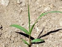 Panic automne (Panicum dichotomiflorum)_3