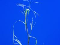 Panic automne (Panicum dichotomiflorum)_5