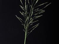 Panic automne (Panicum dichotomiflorum)_14