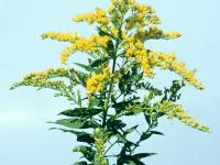 Verge d'or du Canada(Solidago canadensis)_1