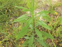 Verge d'or du Canada(Solidago canadensis)_7