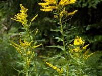 Verge d'or du Canada(Solidago canadensis)_12