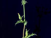 Laiteron rude (Sonchus asper)_6