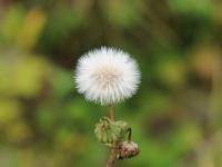 Laiteron rude (Sonchus asper)_16