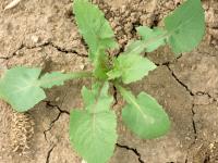 Laiteron potager (Sonchus oleraceus)_3