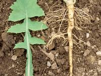 Laiteron potager (Sonchus oleraceus)_4