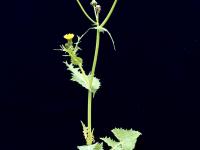 Laiteron potager (Sonchus oleraceus)_5