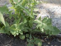 Laiteron potager (Sonchus oleraceus)_7
