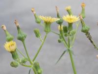 Laiteron potager (Sonchus oleraceus)_8