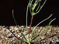 Spargoute des champs(Spergula arvensis)_3