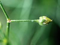 Spargoute des champs(Spergula arvensis)_5