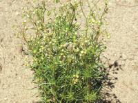 Spargoute des champs(Spergula arvensis)_8