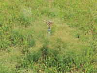 Spargoute des champs(Spergula arvensis)_13