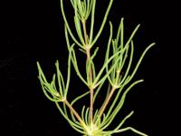 Spargoute des champs(Spergula arvensis)_14